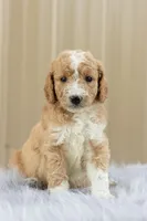 Girl 2, a female Goldendoodle for sale in Screven, GA – 1 of 1
