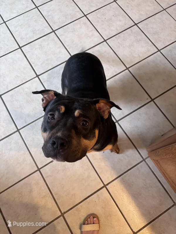 Kilo – American Bully puppy for sale in Somerset, KY