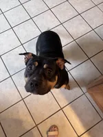 Kilo, a male American Bully for sale in Somerset, KY – 1 of 3