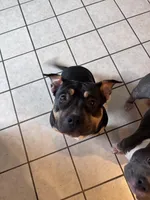 Kilo, a male American Bully for sale in Somerset, KY – 3 of 3