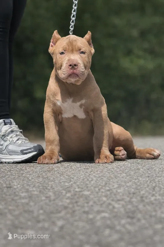 Waltor – American Bully puppy for sale in Lehigh Acres, FL