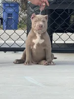Benito, a male American Bully for sale in Lehigh Acres, FL – Photo 3 of 3
