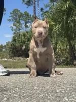 Benito, a male American Bully for sale in Lehigh Acres, FL – Photo 2 of 3