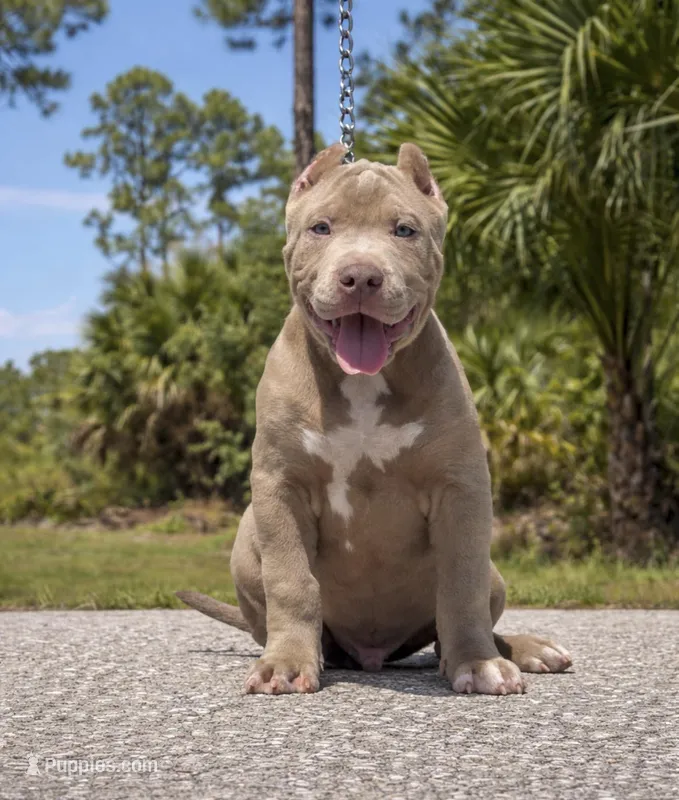 Benito, a male American Bully for sale in Lehigh Acres, FL – Photo 1 of 3