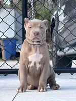 Lola, a female American Bully for sale in Lehigh Acres, FL – Photo 1 of 2