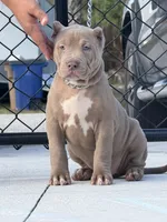 Lola, a female American Bully for sale in Lehigh Acres, FL – Photo 2 of 2