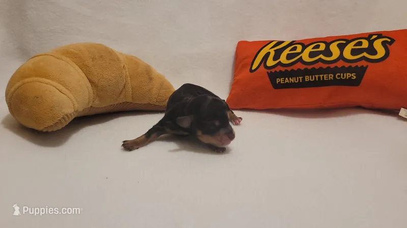 Oreo – Miniature Dachshund, Chiweenie puppy for sale in Pinson, AL