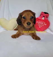 Maybelline, a female Miniature Dachshund for sale in Pinson, AL – Photo 1 of 9