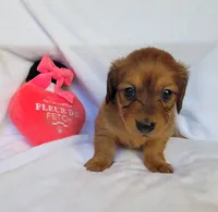 Maybelline, a female Miniature Dachshund for sale in Pinson, AL – Photo 5 of 9