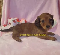 Maybelline, a female Miniature Dachshund for sale in Pinson, AL – Photo 2 of 9