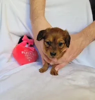 Maybelline, a female Miniature Dachshund for sale in Pinson, AL – Photo 9 of 9