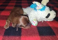 Maybelline, a female Miniature Dachshund for sale in Pinson, AL – Photo 7 of 9