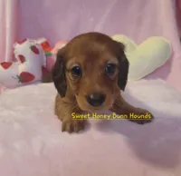 Maybelline, a female Miniature Dachshund for sale in Pinson, AL – Photo 3 of 9
