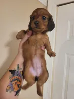 Maybelline, a female Miniature Dachshund for sale in Pinson, AL – Photo 6 of 9