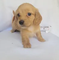 Goldie, a female Miniature Dachshund for sale in Pinson, AL – 3 of 4