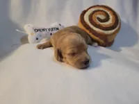 Goldie, a female Miniature Dachshund for sale in Pinson, AL – 4 of 4