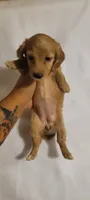 Goldie, a female Miniature Dachshund for sale in Pinson, AL – 2 of 4