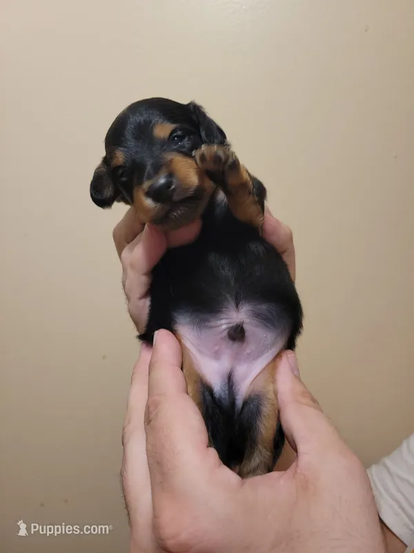 Chips Ahoy – Miniature Dachshund, Chiweenie puppy for sale in Pinson, AL