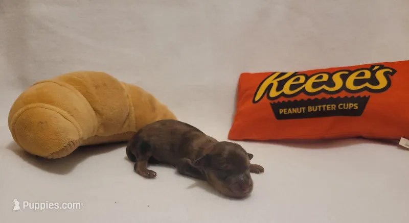 Oatmeal – Miniature Dachshund, Chiweenie puppy for sale in Pinson, AL