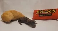Oatmeal, a male Miniature Dachshund and Chiweenie for sale in Pinson, AL – 1 of 1