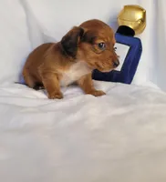 Champion, a male Miniature Dachshund for sale in Pinson, AL – Photo 7 of 9