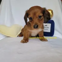 Champion, a male Miniature Dachshund for sale in Pinson, AL – Photo 1 of 9