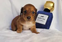 Champion, a male Miniature Dachshund for sale in Pinson, AL – Photo 4 of 9