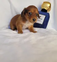 Champion, a male Miniature Dachshund for sale in Pinson, AL – Photo 3 of 9