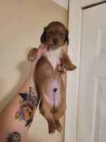 Champion, a male Miniature Dachshund for sale in Pinson, AL – Photo 5 of 9