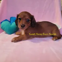 Champion, a male Miniature Dachshund for sale in Pinson, AL – Photo 2 of 9