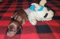 Champion, a male Miniature Dachshund for sale in Pinson, AL – Photo 6 of 9