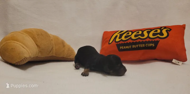 Chips Ahoy – Miniature Dachshund, Chiweenie puppy for sale in Pinson, AL