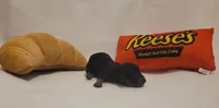 Chips Ahoy, a male Miniature Dachshund and Chiweenie for sale in Pinson, AL – 1 of 1