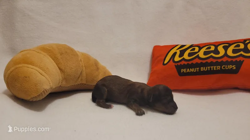 Peanut – Miniature Dachshund, Chiweenie puppy for sale in Pinson, AL