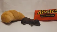 Peanut, a male Miniature Dachshund and Chiweenie for sale in Pinson, AL – 1 of 1