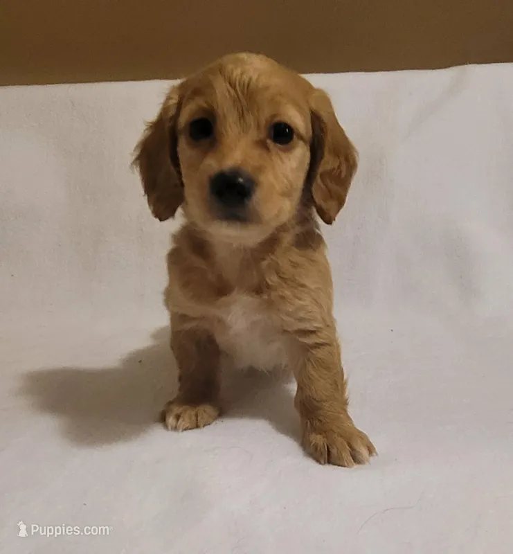 Goldie – Miniature Dachshund puppy for sale in Pinson, AL