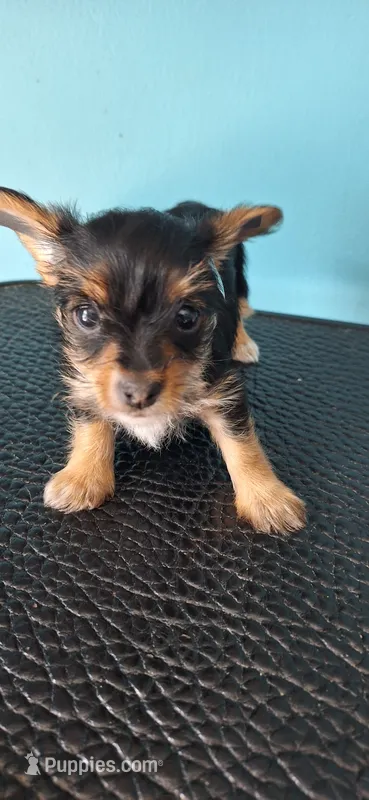 Nugget – Yorkshire Terrier puppy for sale in Fort Wayne, IN