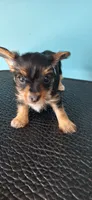 Nugget, a male Yorkshire Terrier for sale in Fort Wayne, IN – 2 of 2