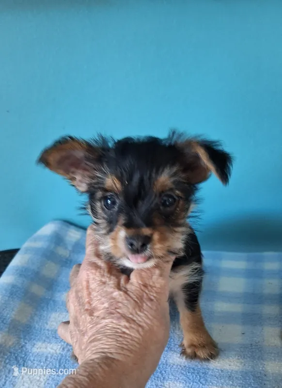 Nugget – Yorkshire Terrier puppy for sale in Fort Wayne, IN