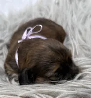 AKC LH brindle Female, a female Miniature Dachshund for sale in Cumming, GA – 3 of 9