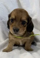 AKC shaded red male, a male Miniature Dachshund for sale in Cumming, GA – 8 of 10