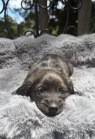 AKC brindle male, a male Miniature Dachshund for sale in Cumming, GA – 8 of 10