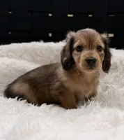 AKC lightly marked dapple male, a male Miniature Dachshund for sale in Cumming, GA – 3 of 9