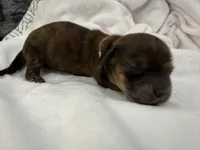 AKC LH brindle Female, a female Miniature Dachshund for sale in Cumming, GA – 4 of 9