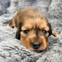 AKC lightly marked dapple male, a male Miniature Dachshund for sale in Cumming, GA – 3 of 9
