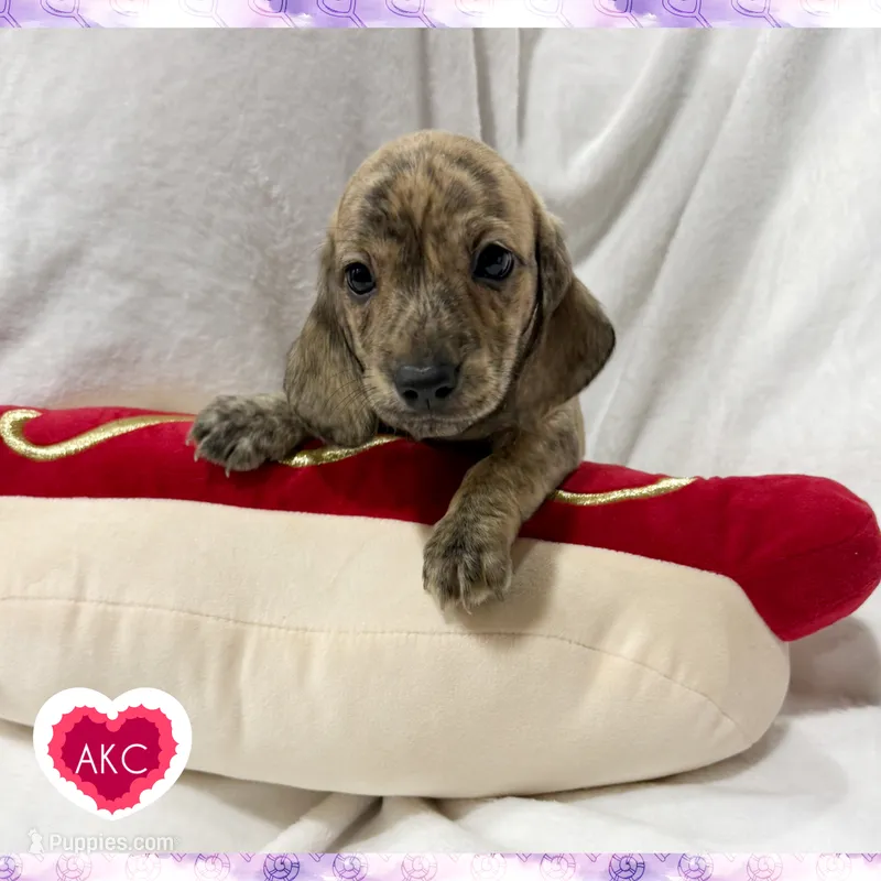 AKC cream brindle female – Miniature Dachshund puppy for sale in Cumming, GA