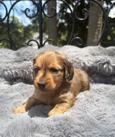 AKC lightly marked dapple male, a male Miniature Dachshund for sale in Cumming, GA – 8 of 9