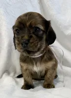 AKC brindle female, a female Miniature Dachshund for sale in Cumming, GA – 7 of 10