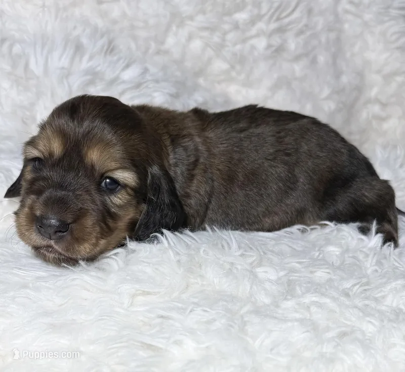 AKC shaded cream female