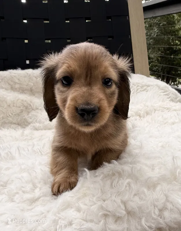 AKC lightly marked dapple male – Miniature Dachshund puppy for sale in Cumming, GA